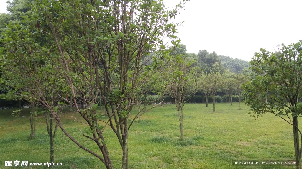 草坪