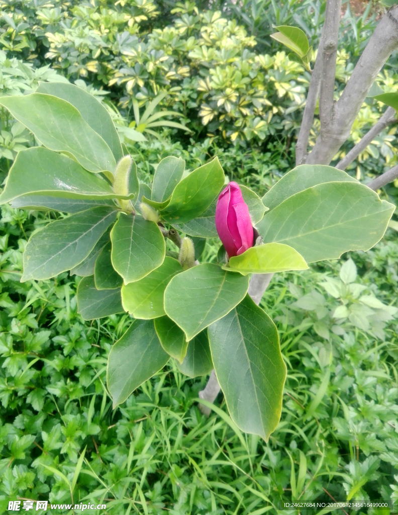 木兰花