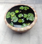 一缸睡莲花
