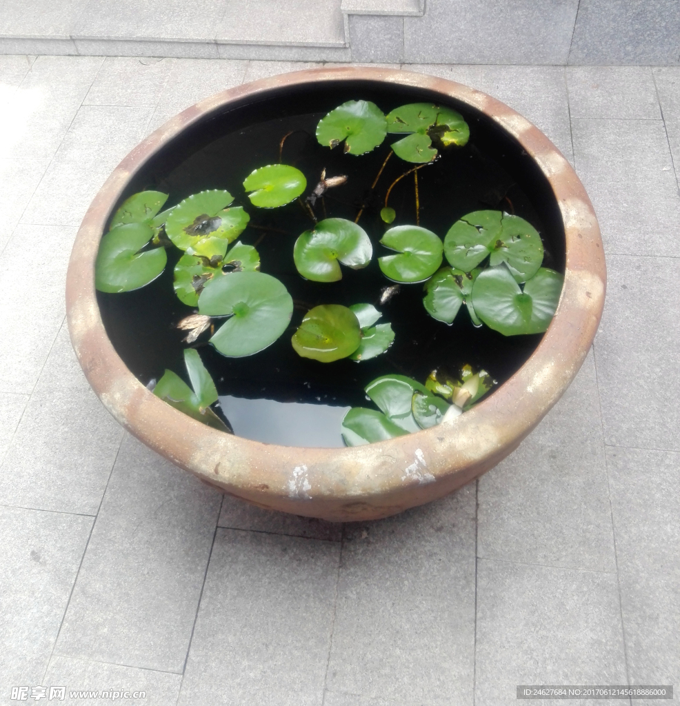 一缸睡莲花
