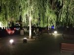 岸边垂柳