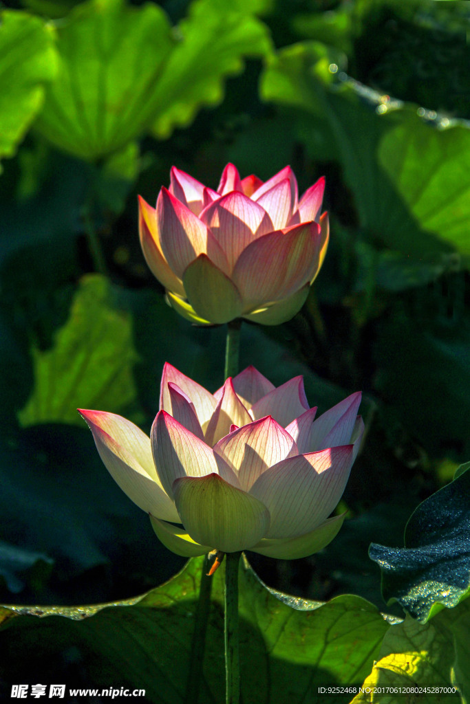 莲花