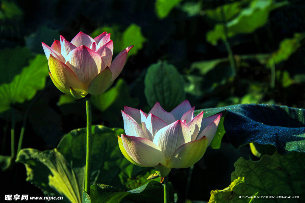 水芙蓉