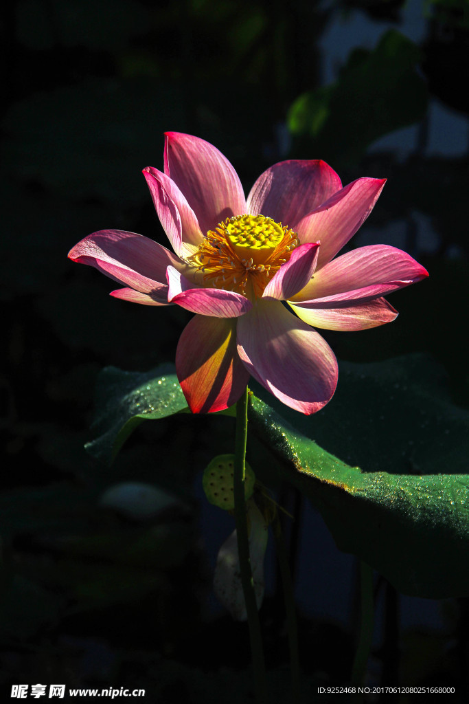 莲花