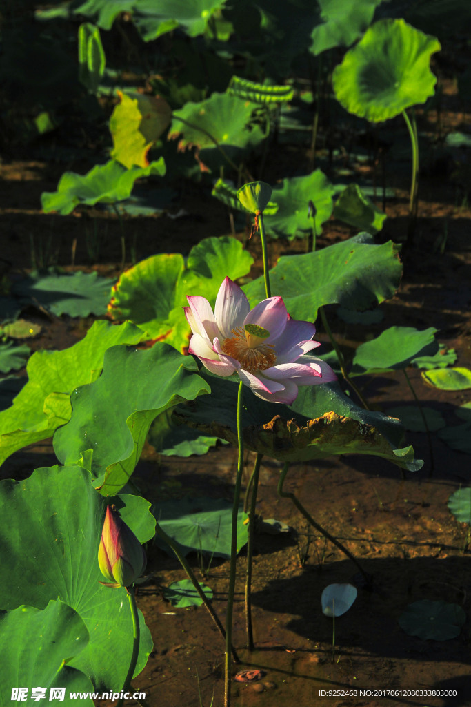 水芙蓉