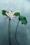 莲花