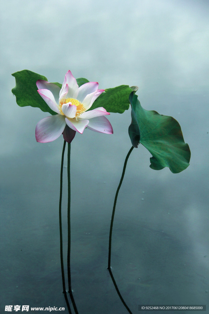 莲花