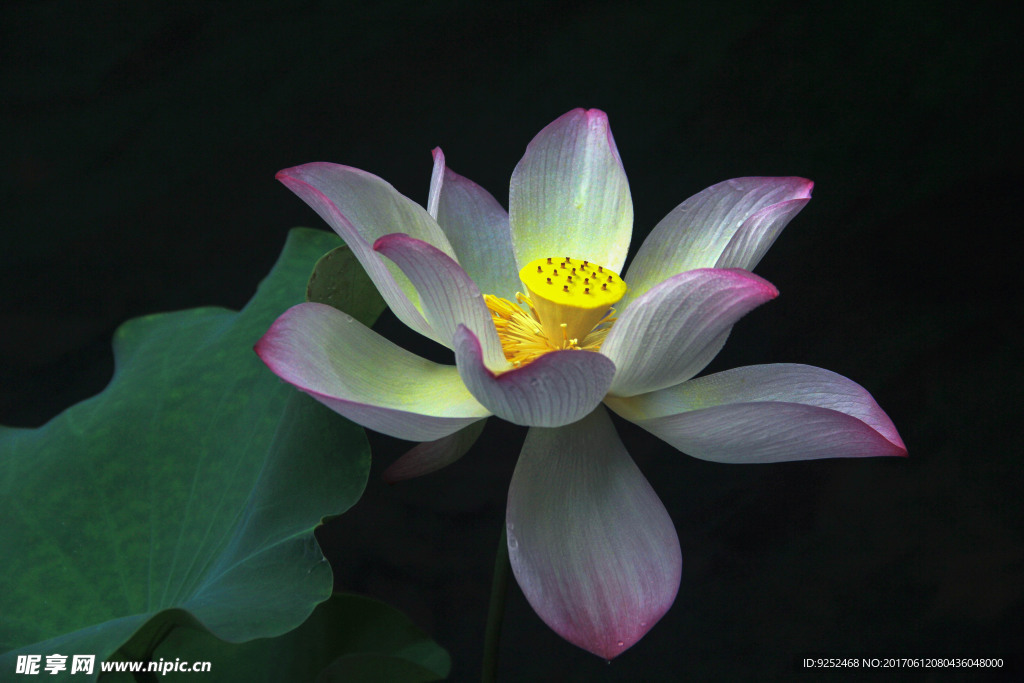 莲花