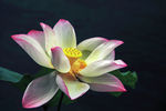 莲花