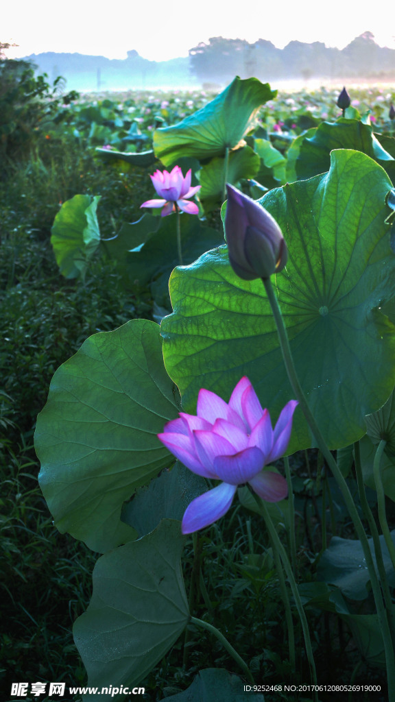水芙蓉