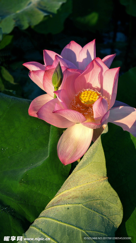 莲花