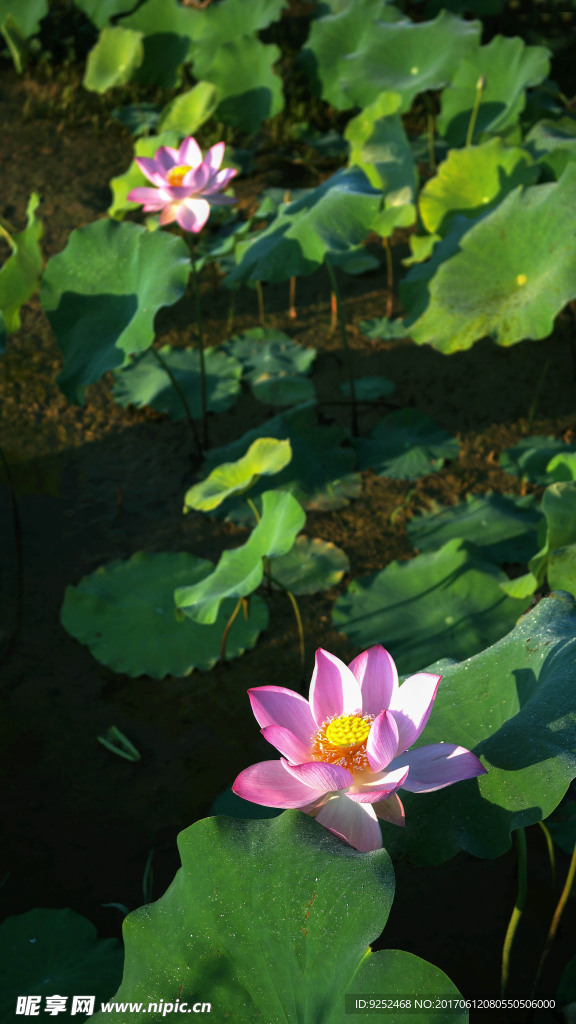 红莲