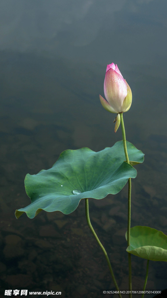 莲花
