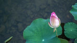 莲花