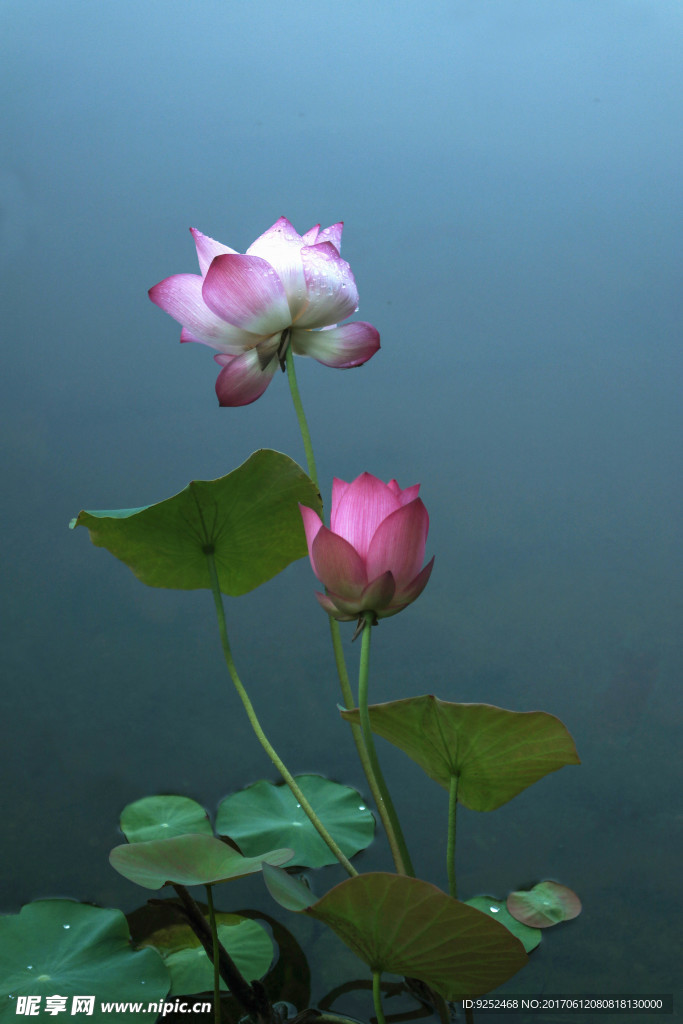 莲花