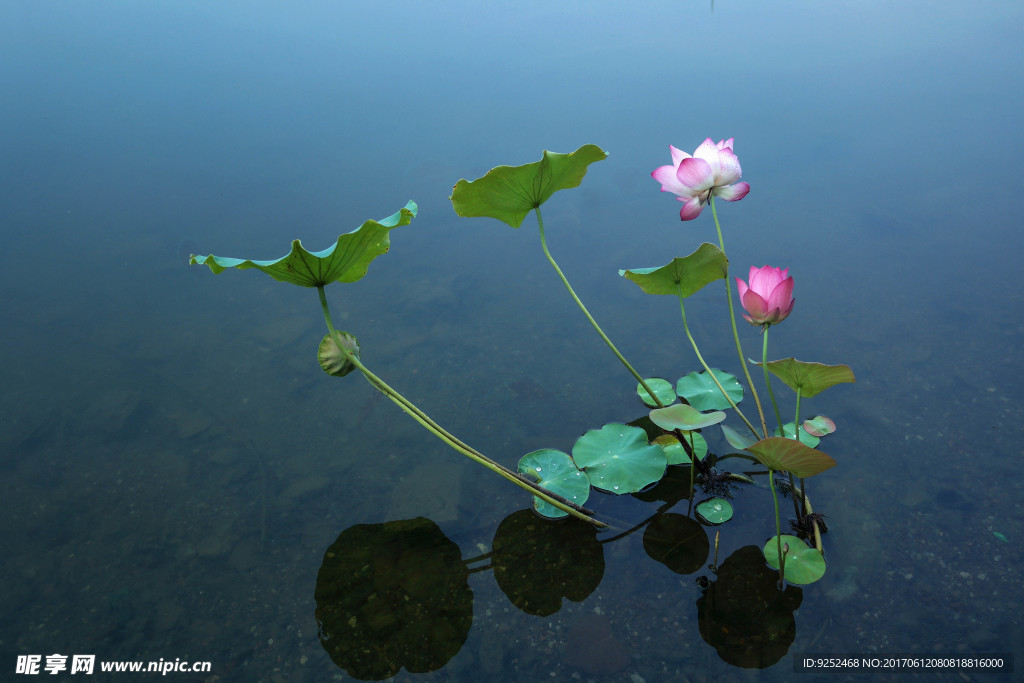 莲花
