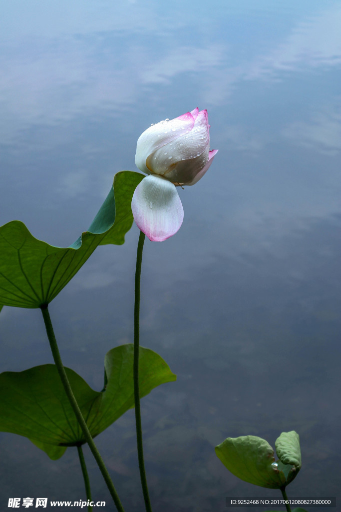 莲花