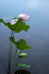 莲花