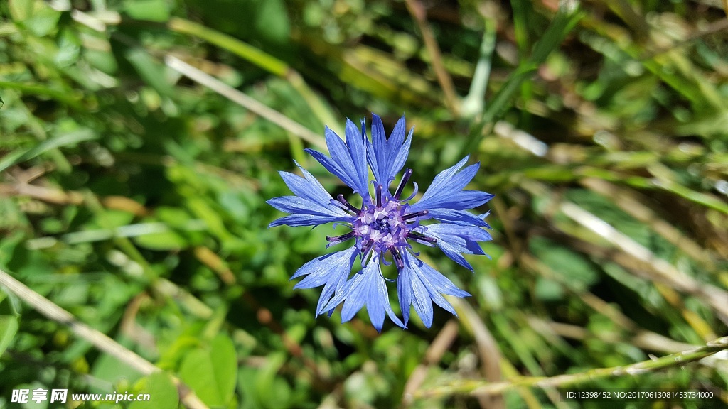 矢车菊