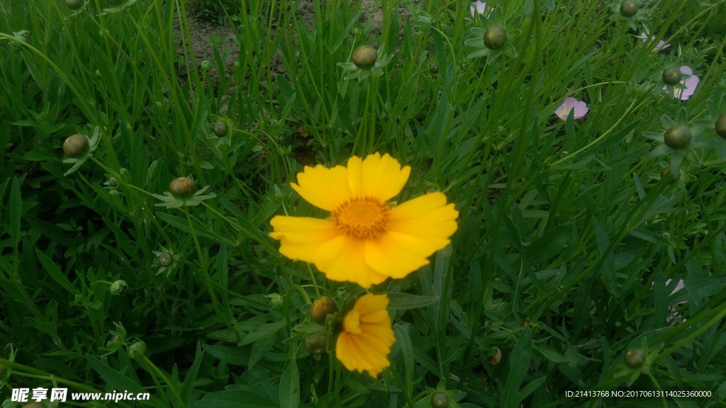 小雏菊