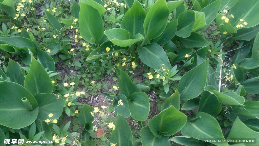 兰花草