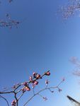 桃花枝头