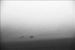 坝上草原杨树背白桦树大雾