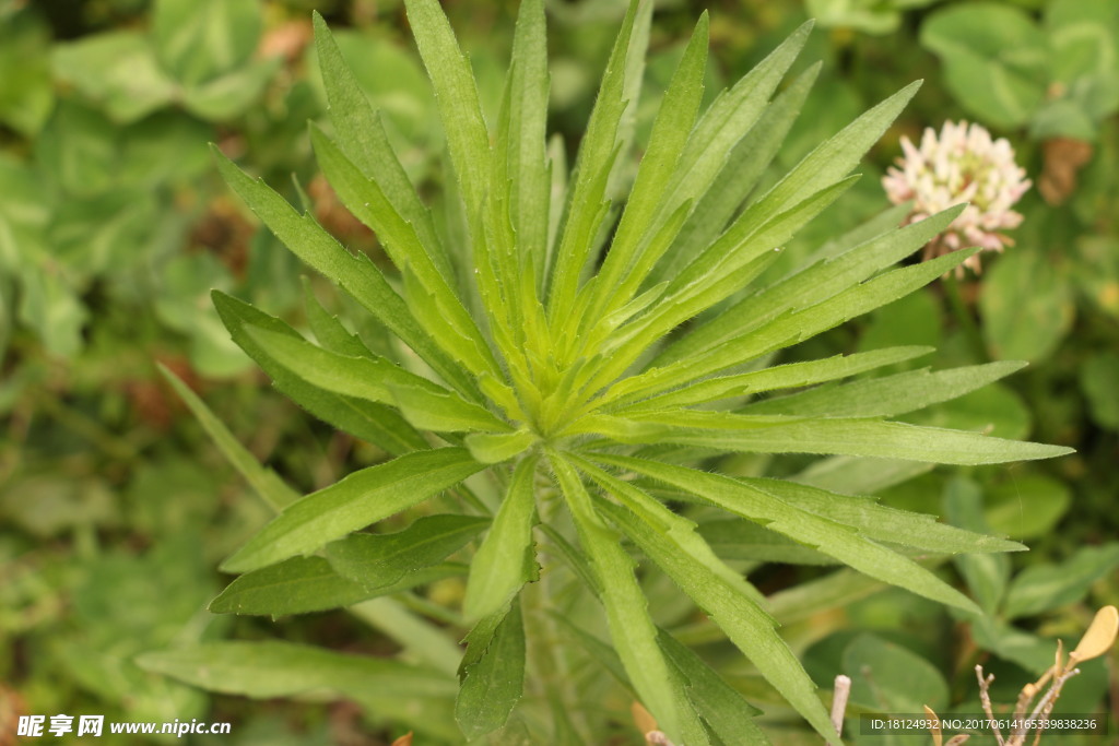 野生植物