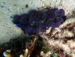 海底生物