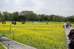 公园 油菜花 花海