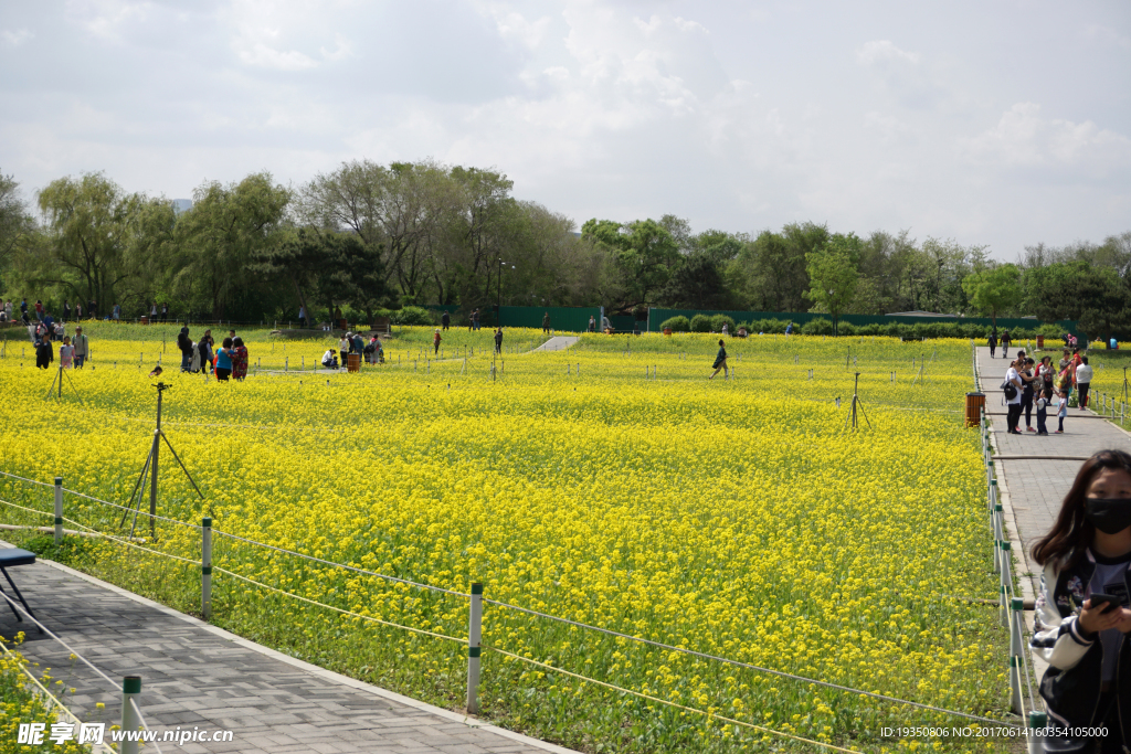 公园 油菜花 花海