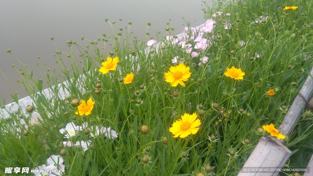 小雏菊