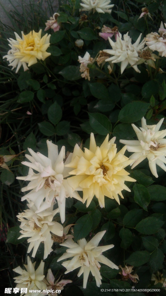 月季花