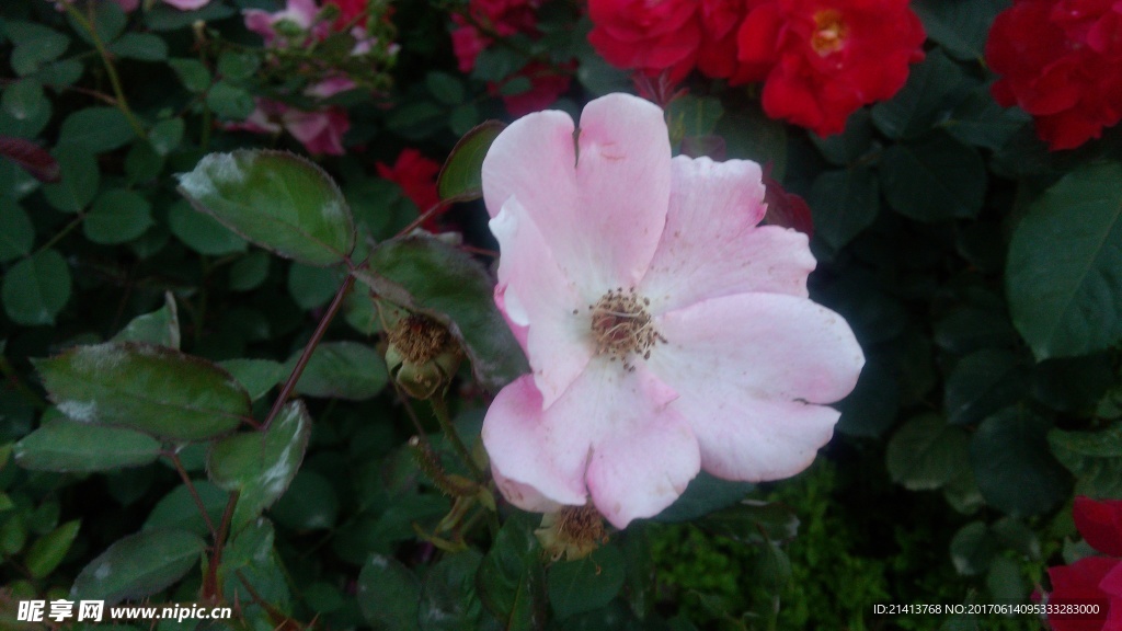 月季花