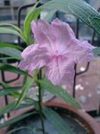 蓝花草