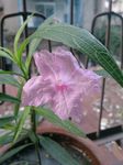 蓝花草