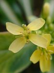 油菜花