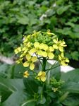 油菜花
