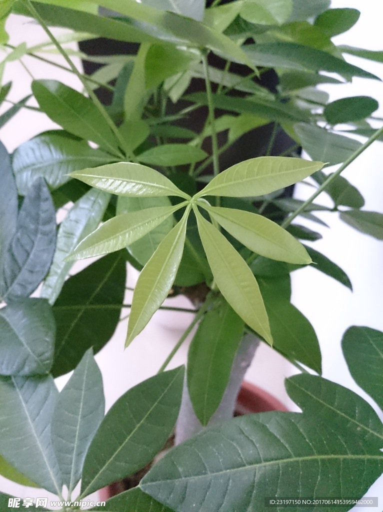发财树