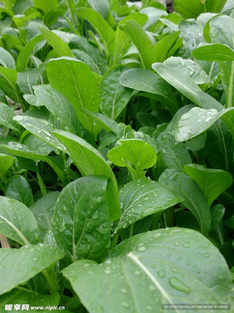 油菜