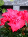 杜鹃花