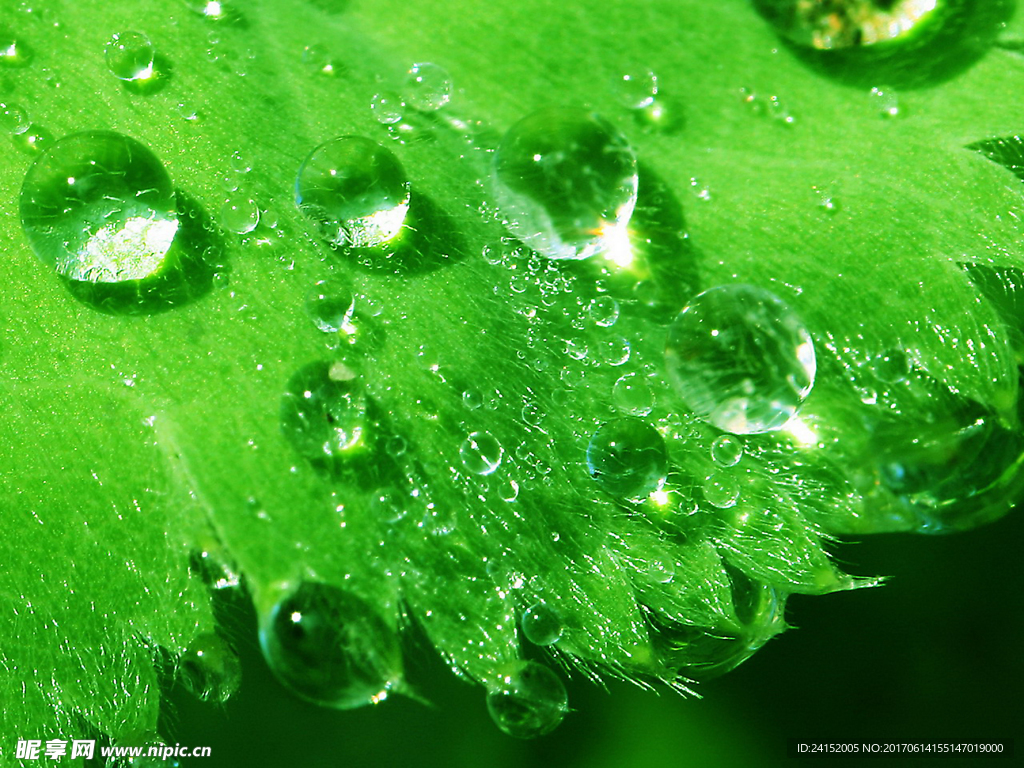 露珠 水滴 露水 树叶