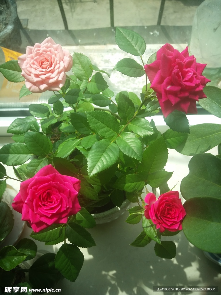 玫瑰花