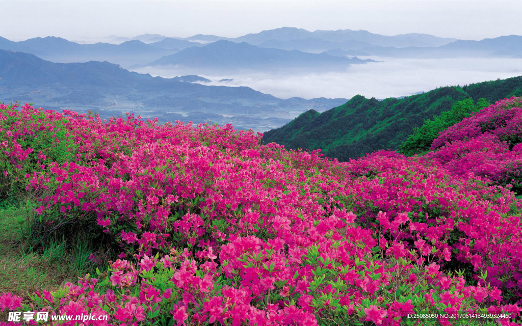 花田图