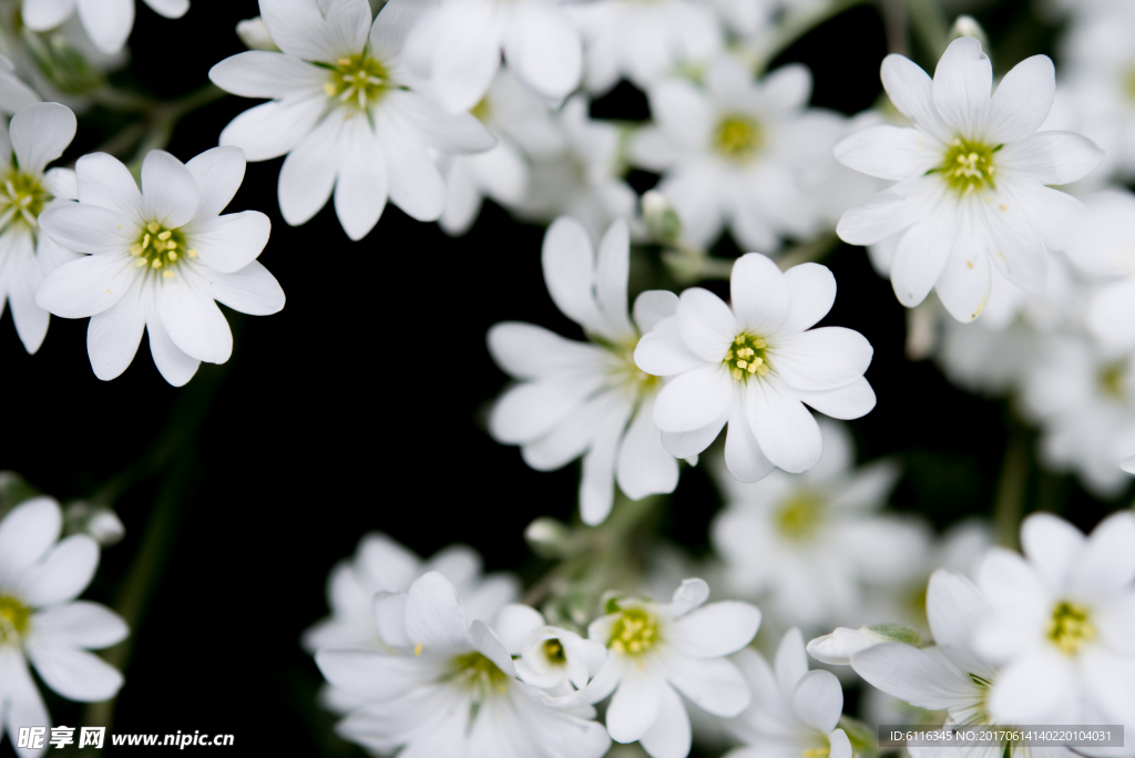 百花