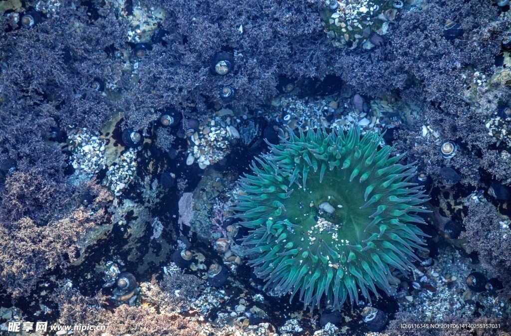 海洋生物