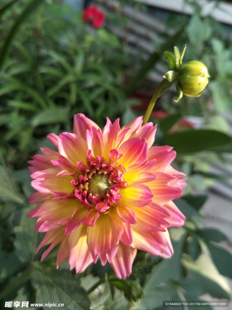 小丽菊