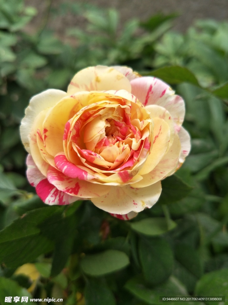 月季花