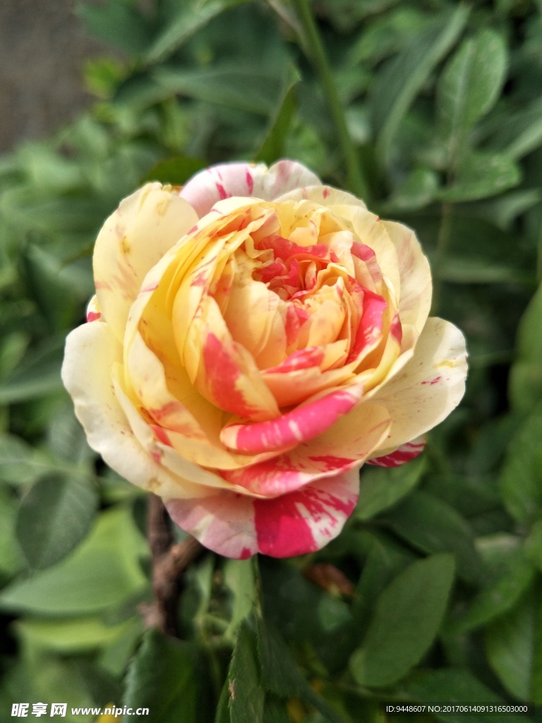 月季花