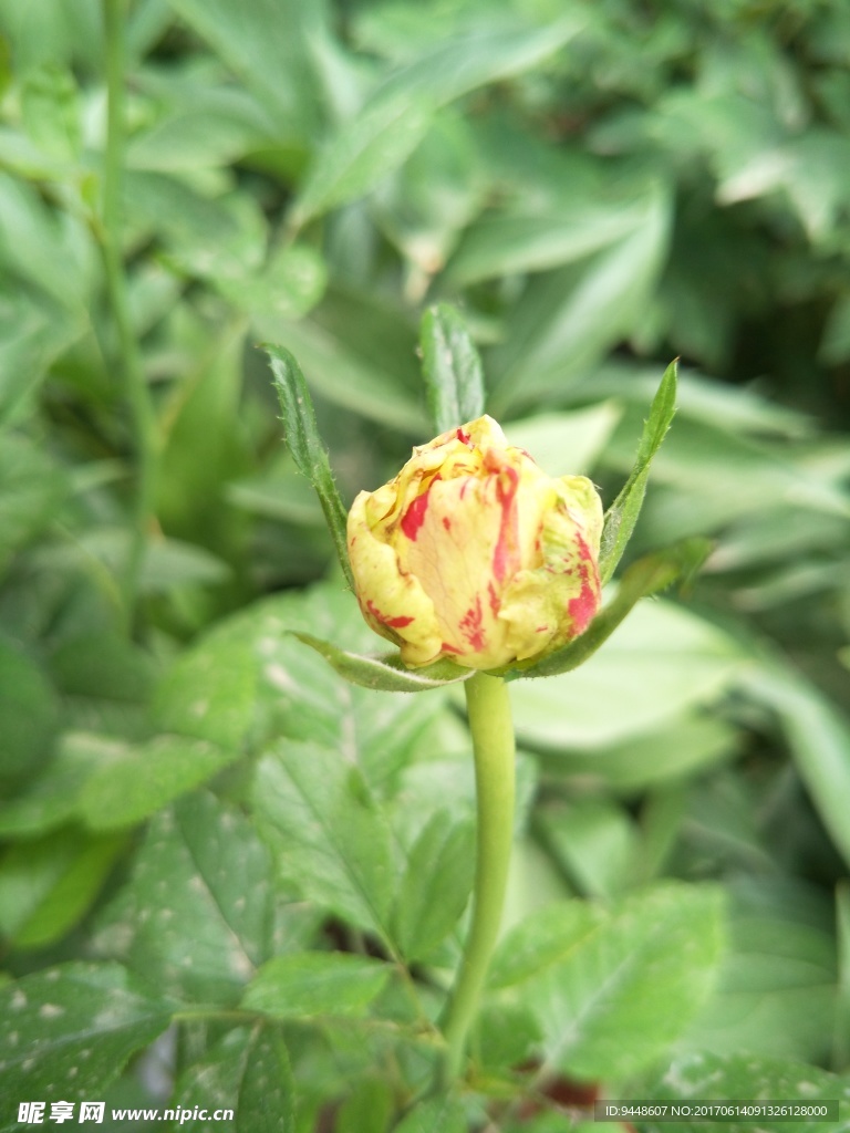 月季花